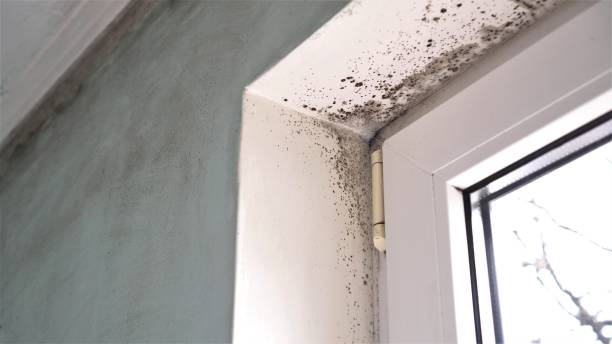 Best DIY Mold Remediation Support Services in Rotonda, FL