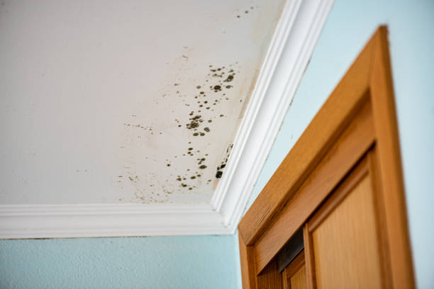 Best Basement Mold Remediation in Rotonda, FL